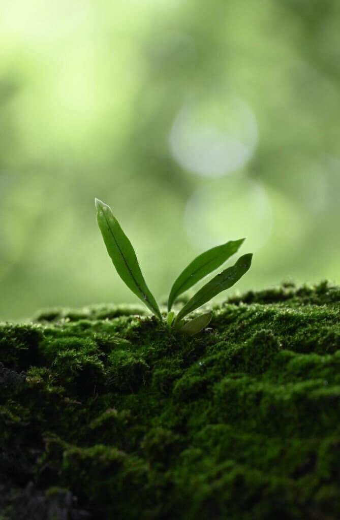 Green Environment